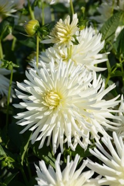 PURISSIMA